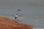 Little blue heron 