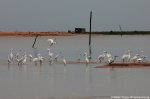 Snowy egrets in breeding plumage