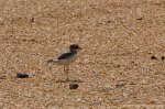 Thick-billed plover