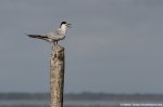 Common tern