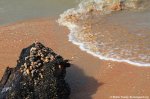 Hermit crabs visiting Braamspunt on driftwood