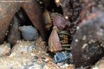 Hermit crabs at Braamspunt