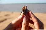 Hermit crabs at Braamspunt