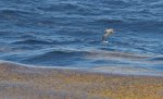 Sargassum Golden Tides