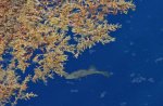 Sargassum Golden Tides