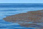 Sargassum Golden Tides