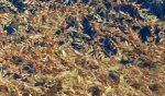 Sargassum Golden Tides