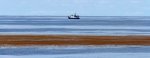 Sargassum Golden Tides