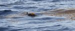 Sargassum Golden Tides