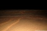 Sea turtle tracks