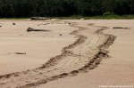 Sea turtle tracks