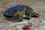 Green sea turtle