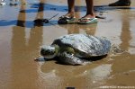 Green sea turtle