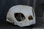 Sea turtle skull