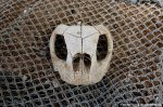 Sea turtle skull
