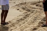 Sea turtle tracks