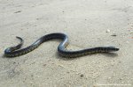 A Snake on the Beach