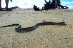 A Snake on the Beach