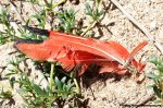 Scarlet Ibis Hunting