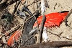 Scarlet Ibis Hunting