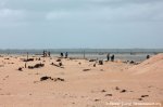 Collecting Shells