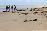 A Walk On The Beach