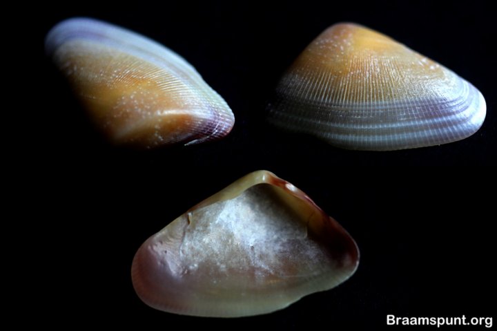 Corbula caribaea