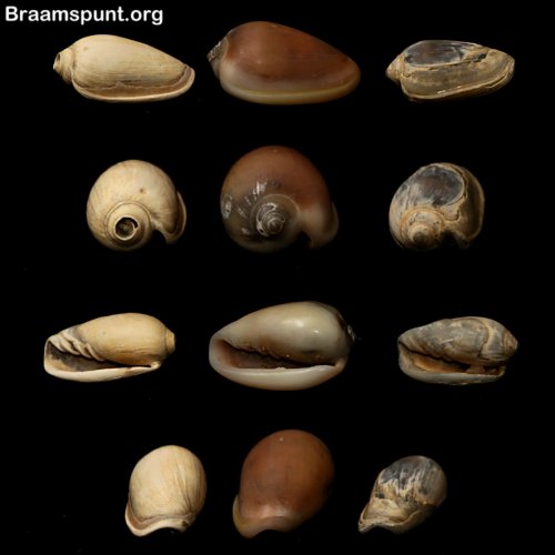 Marginella prunum