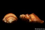 Bursa spadicea