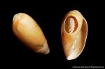 Marginella prunum