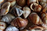 Bursa spadicea