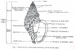 Gastropod Parts