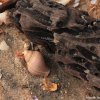 A Shell and a Piece of Drift Wood