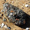 Shells Stuck on a Lump of Clay