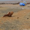 Shell and Plastic Bottles...